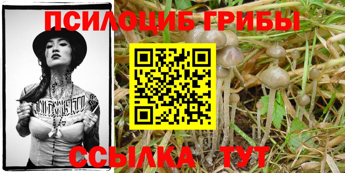 Псилоцибиновые грибы Cubensis Улан-Удэ